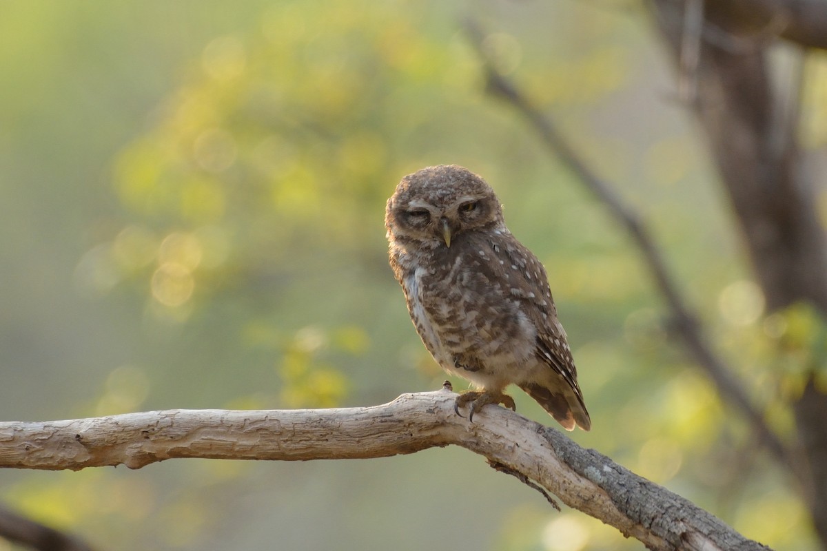 Spotted Owlet - ML56119461