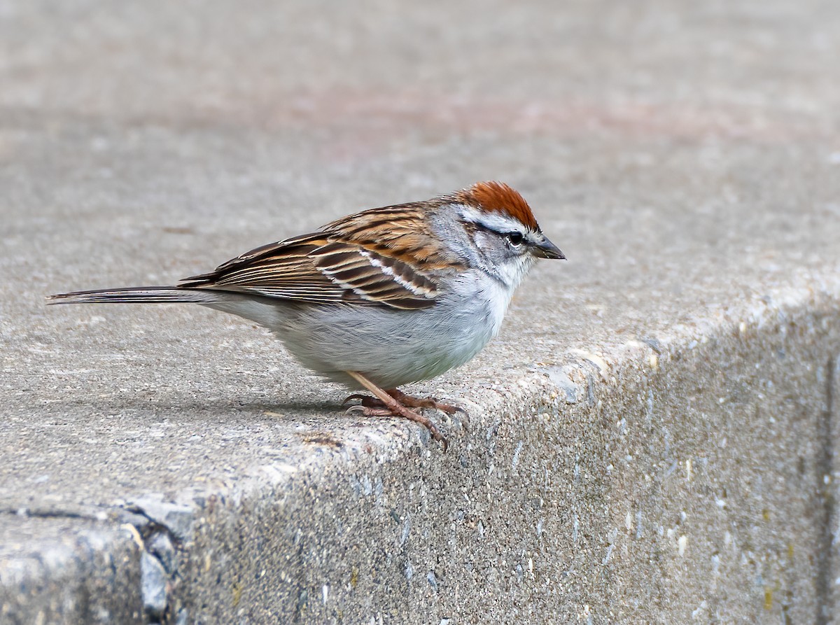 Chipping Sparrow - ML561195461