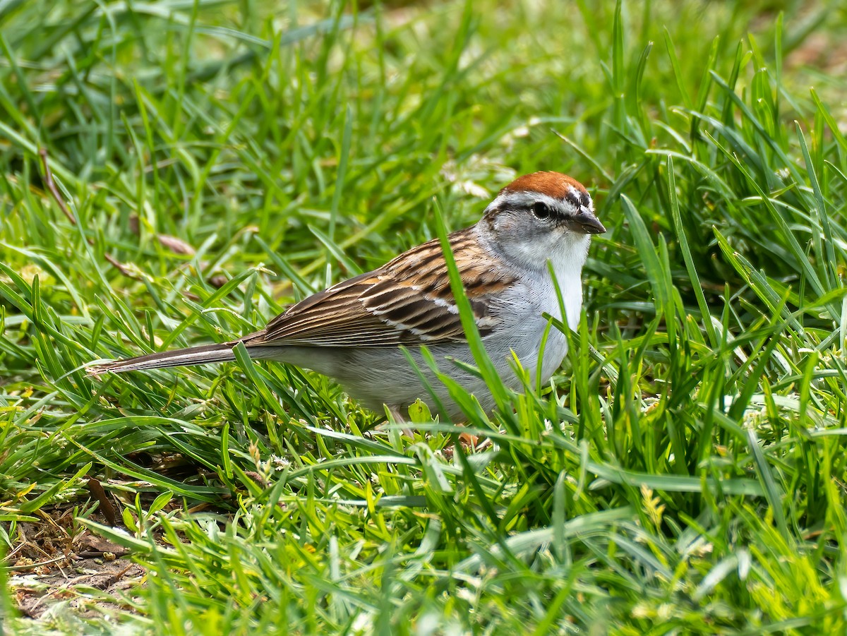 Chipping Sparrow - ML561195601