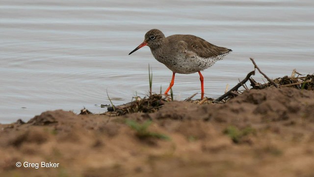 Common Redshank - ML561196301