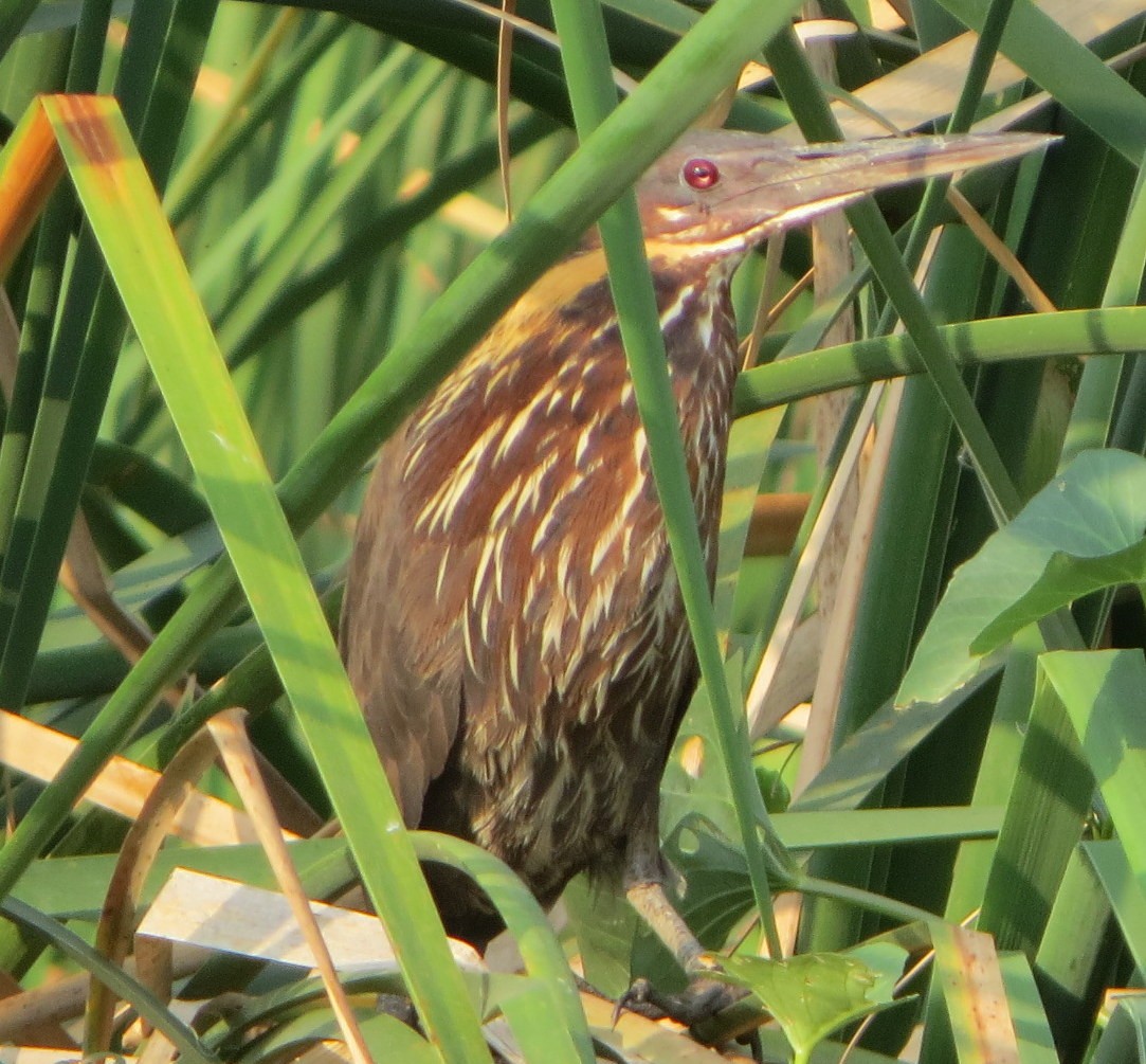 Black Bittern - Chris Bowden