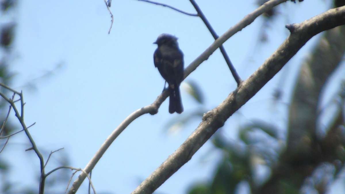 Long-tailed Tyrant - ML561198781