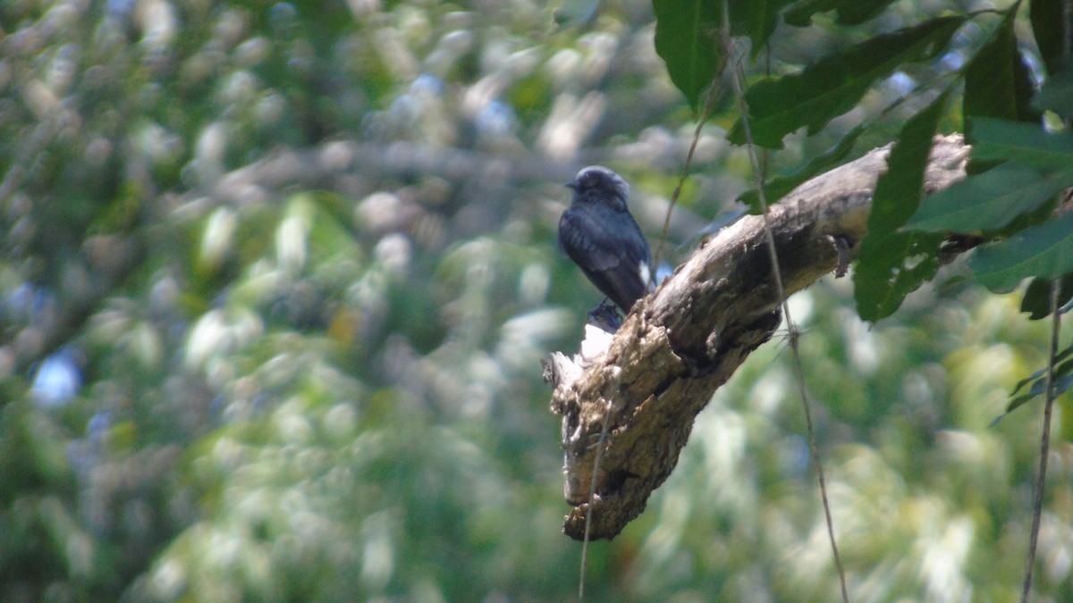 Long-tailed Tyrant - ML561198791