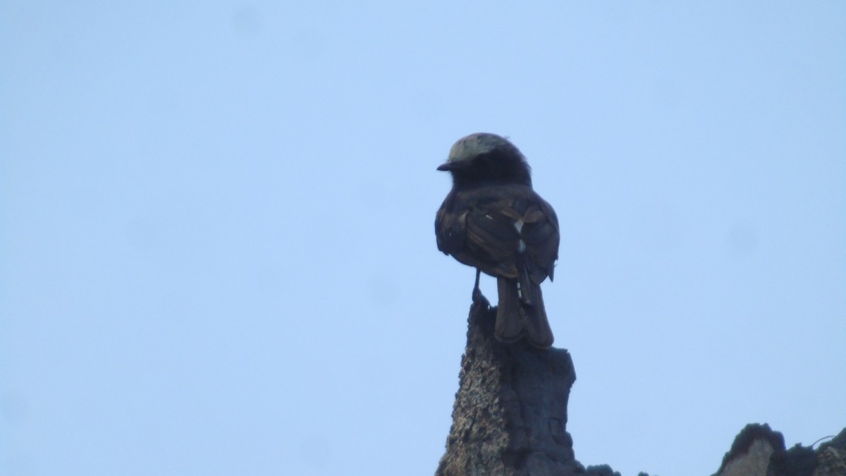 Long-tailed Tyrant - ML561198801