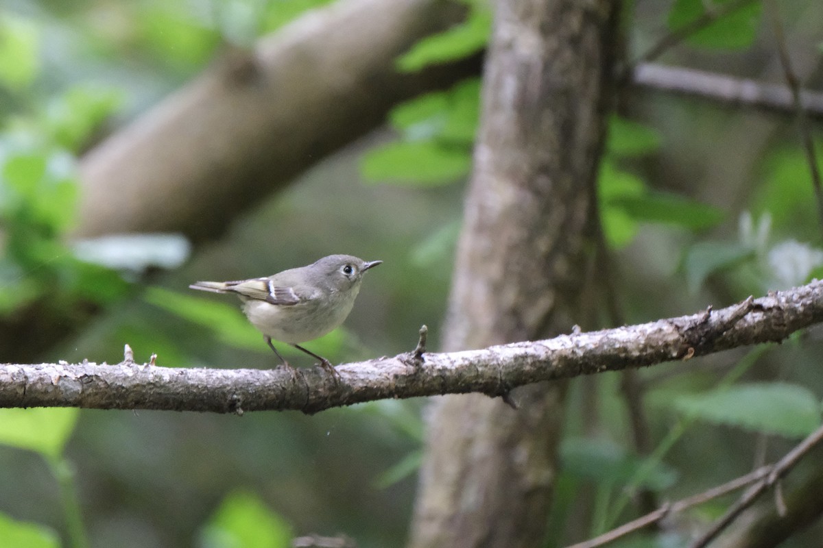 Ruby-crowned Kinglet - Austin C & Haocong R