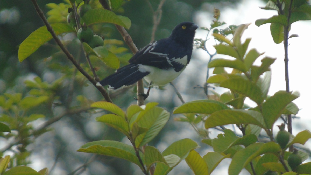 Magpie Tanager - ML561199891