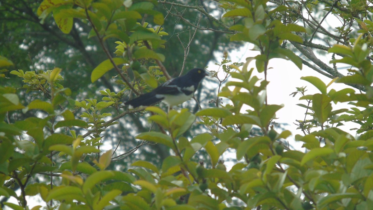 Magpie Tanager - ML561199901