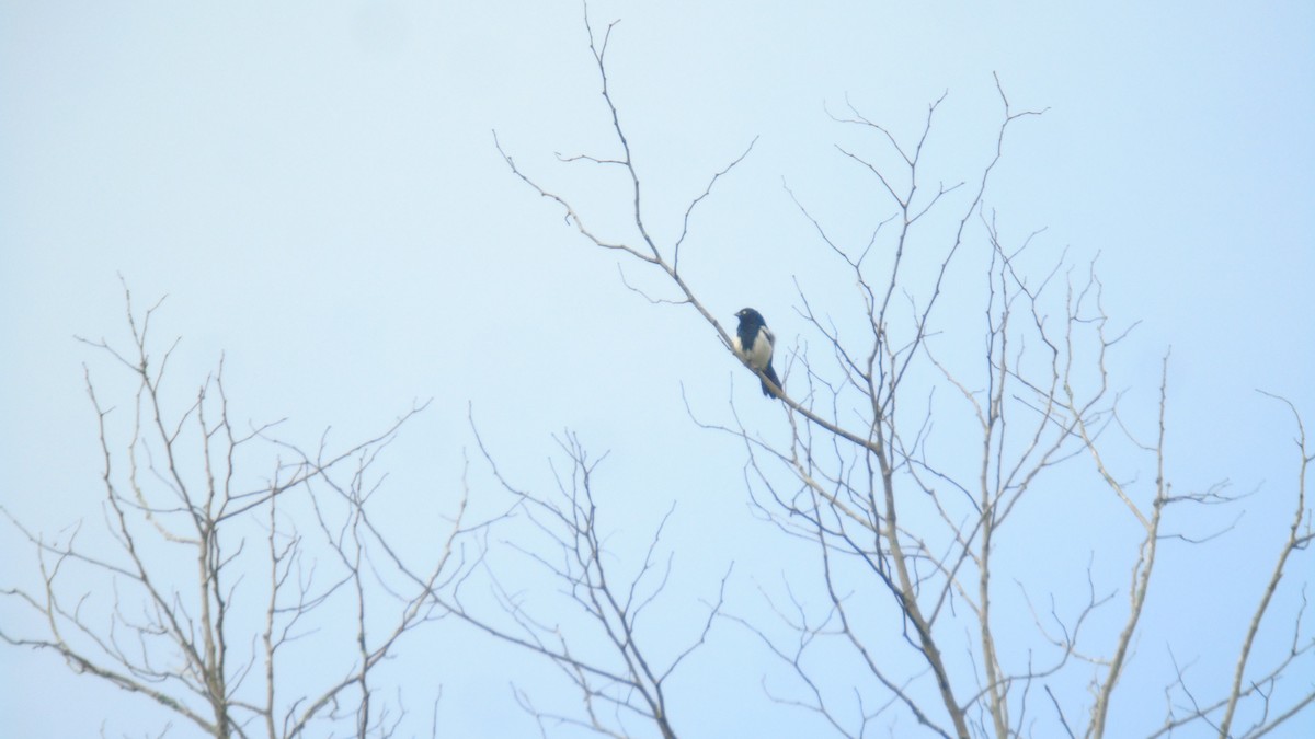 Magpie Tanager - ML561199911