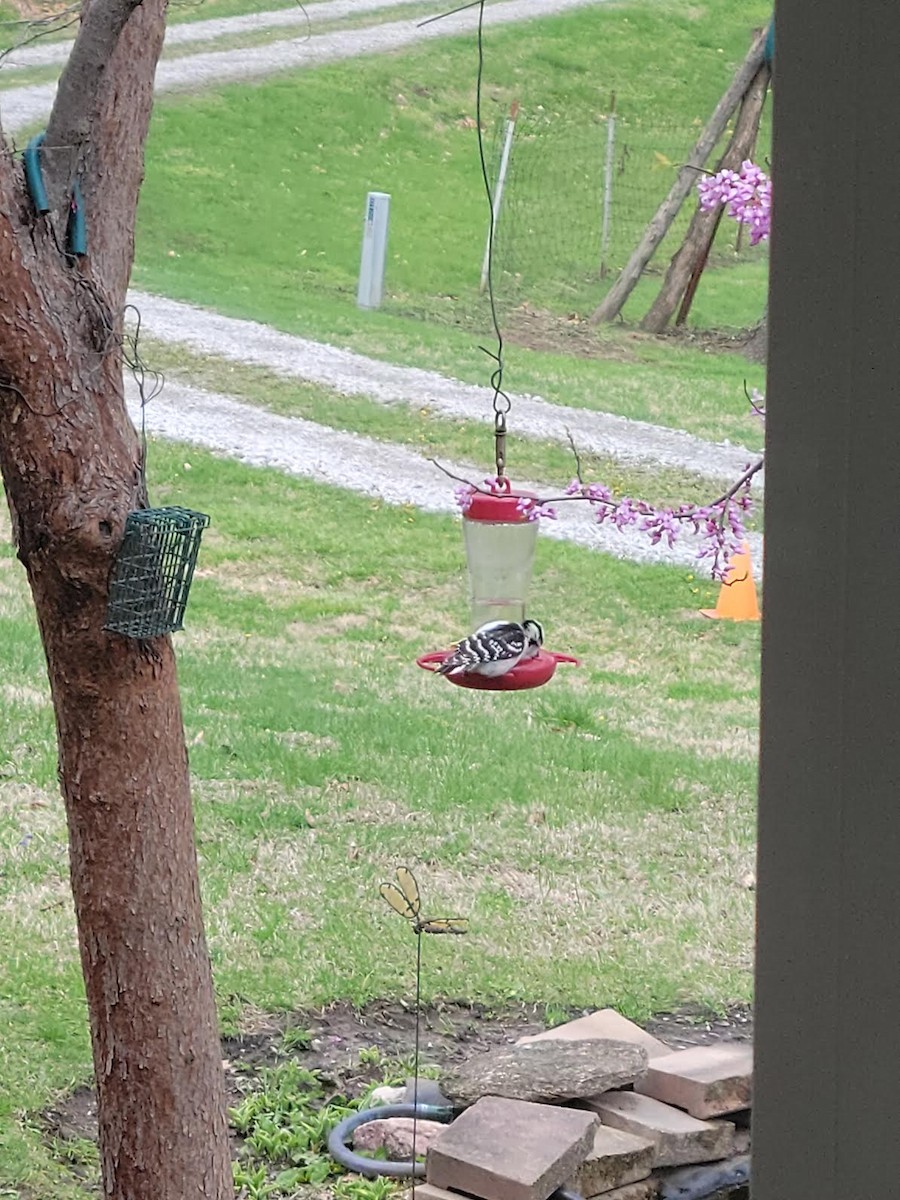 Downy Woodpecker - ML561200171