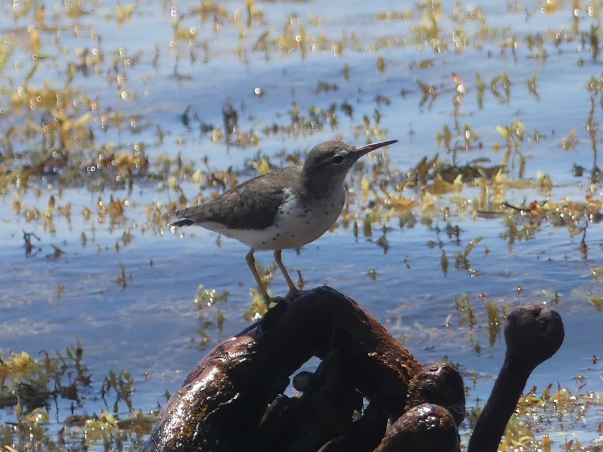 Spotted Sandpiper - ML561201301