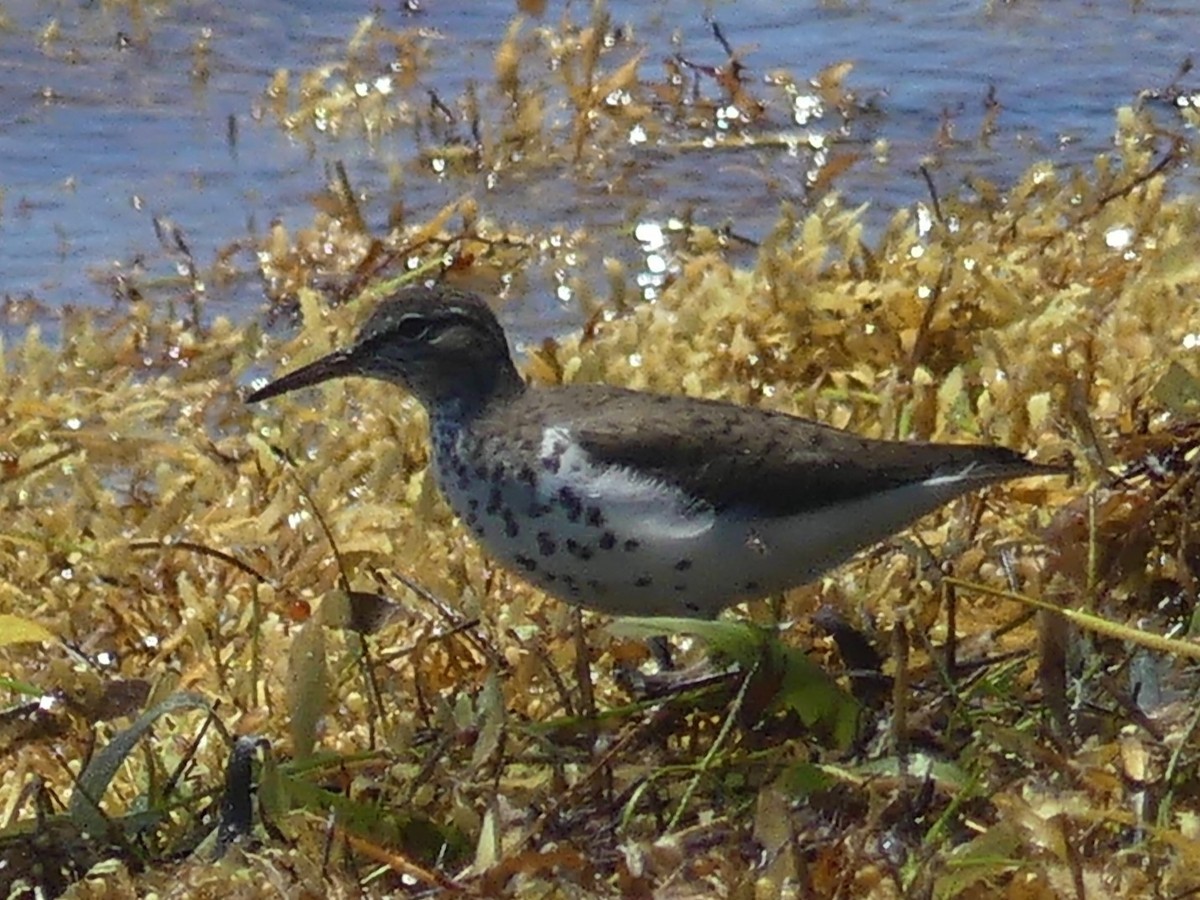 Spotted Sandpiper - ML561201311