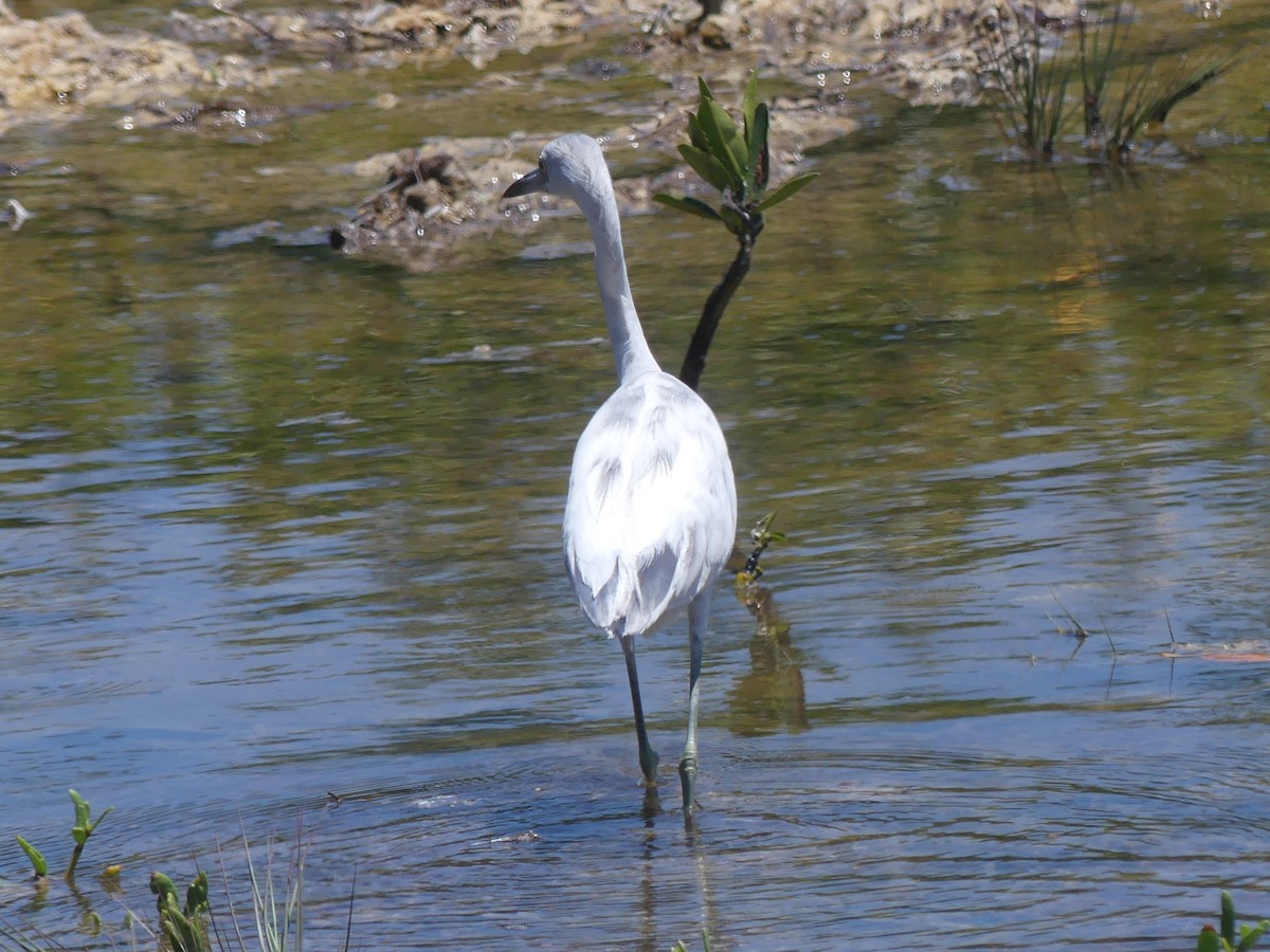 Little Blue Heron - ML561201381