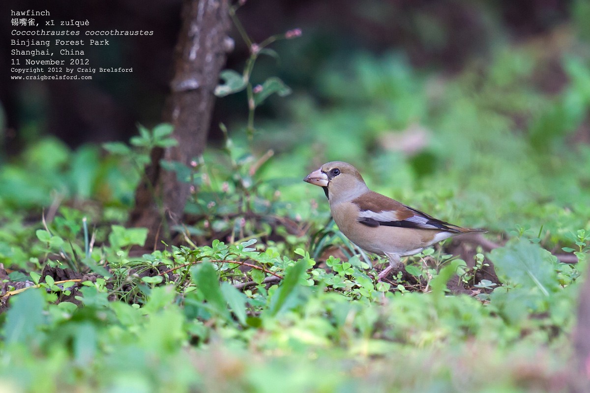 Hawfinch - ML56120691