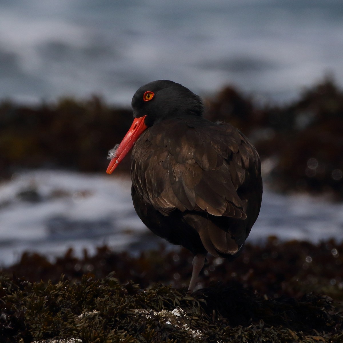 Black Oystercatcher - ML561207551