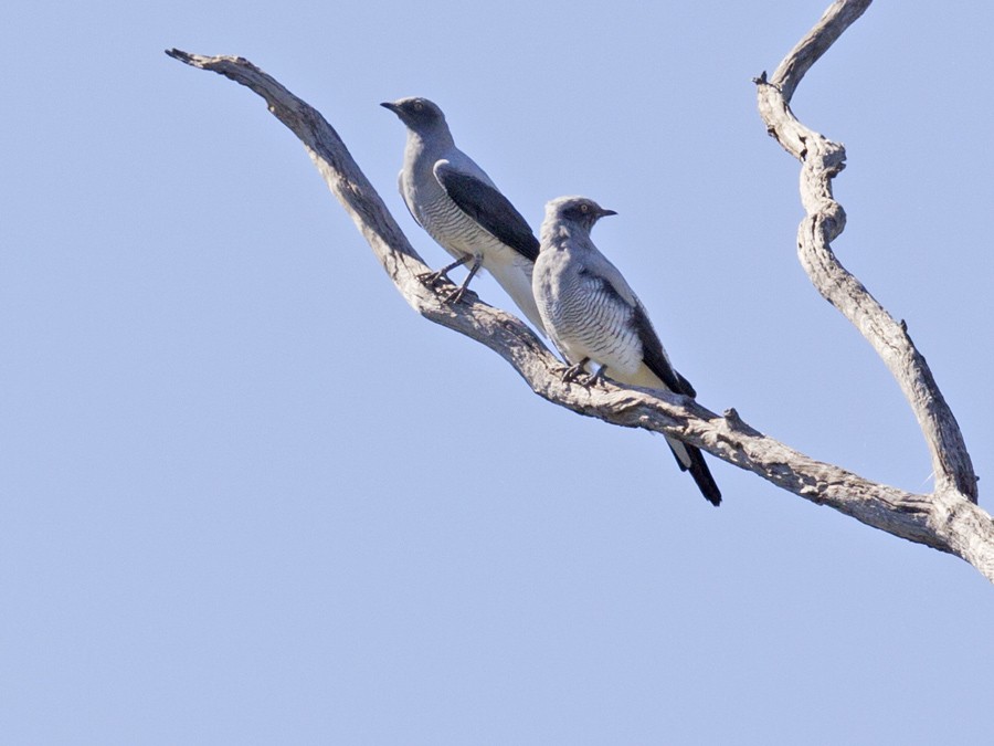 Ground Cuckooshrike - ML56120771