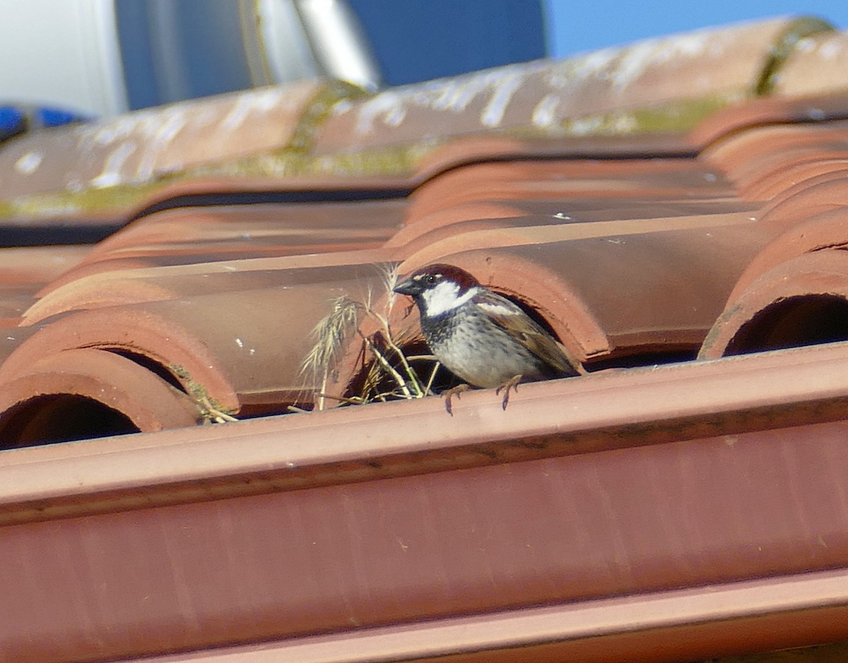 Spanish Sparrow - ML561207921