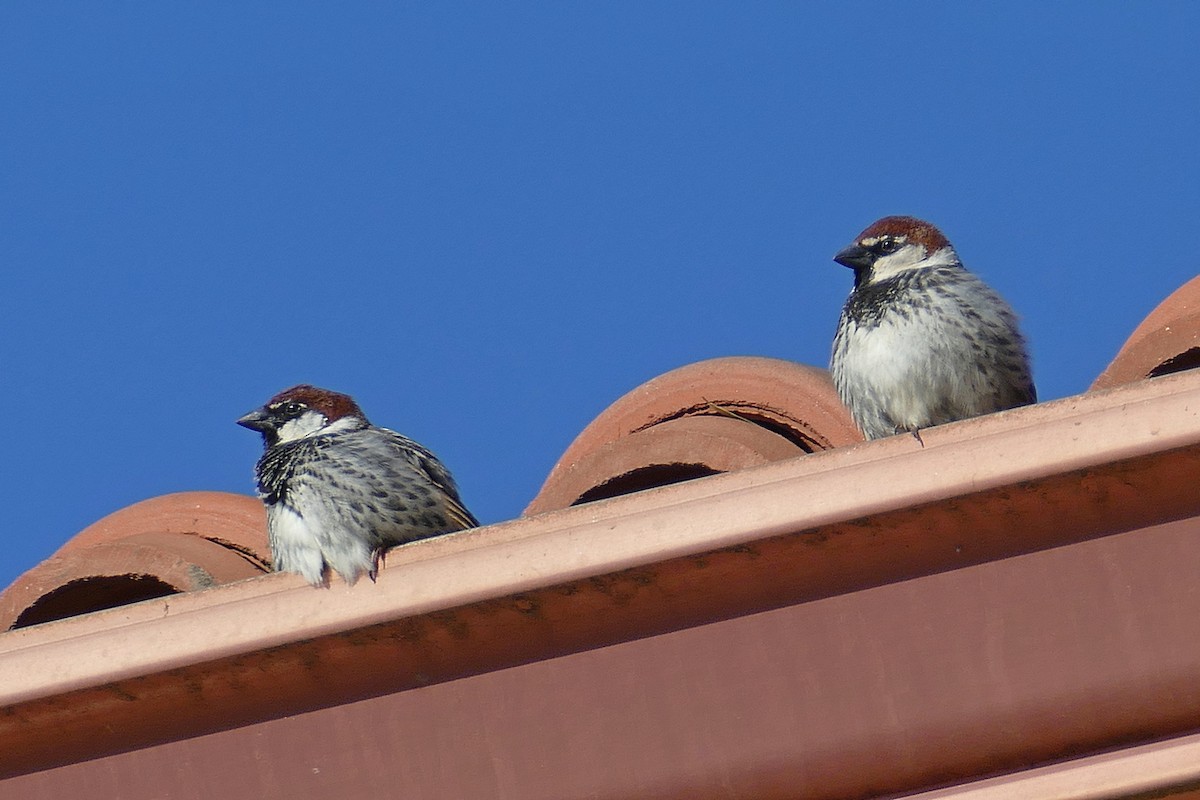 Moineau espagnol - ML561207941