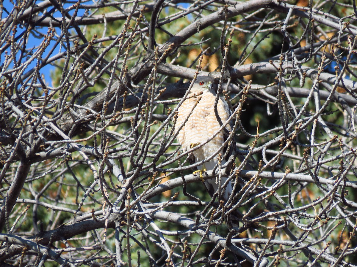 Cooper's Hawk - ML561208521