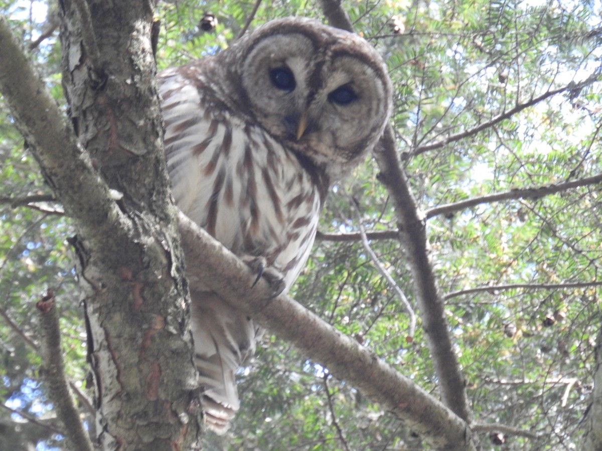 Barred Owl - ML561209091