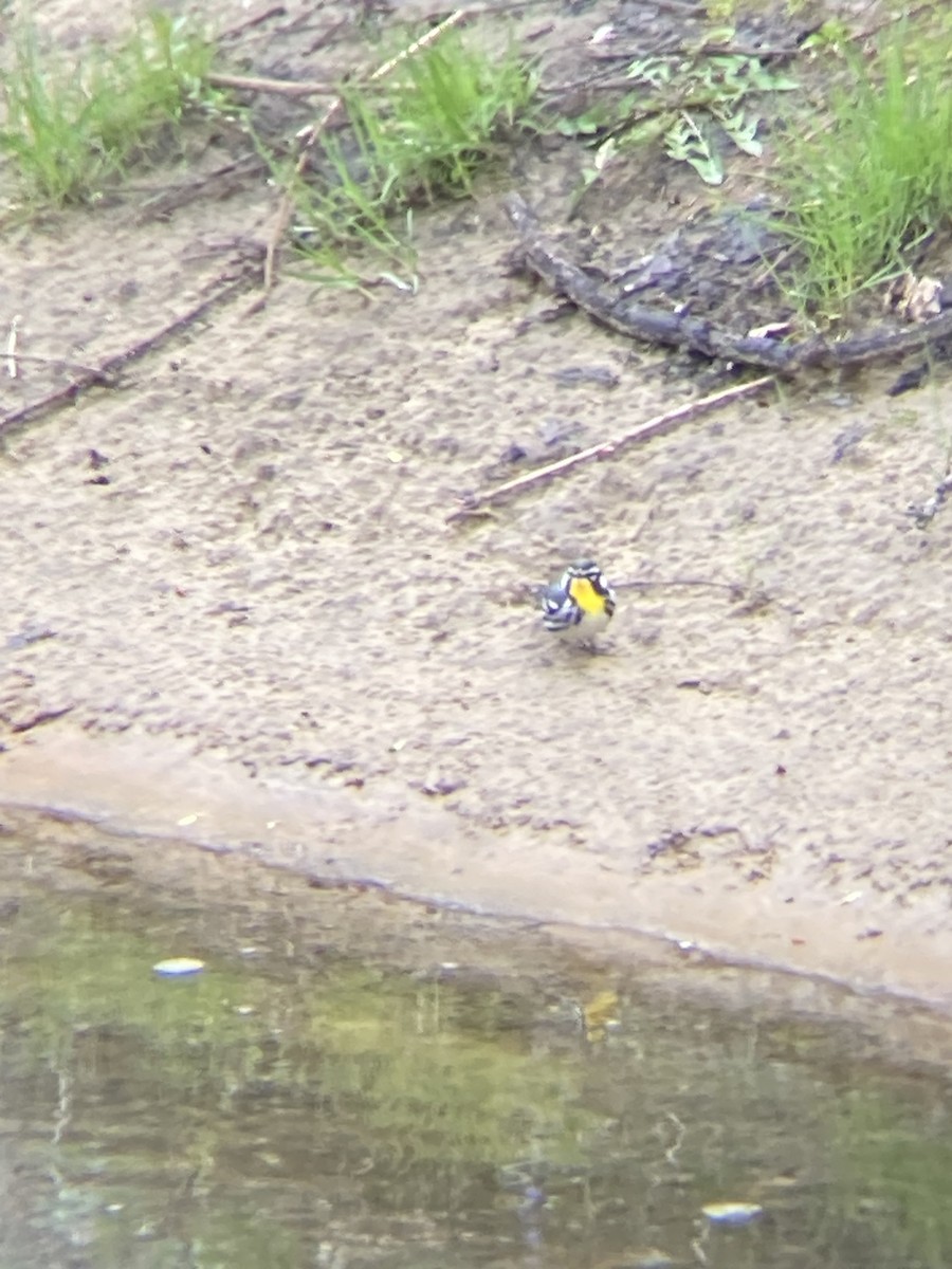 Yellow-throated Warbler - ML561211881