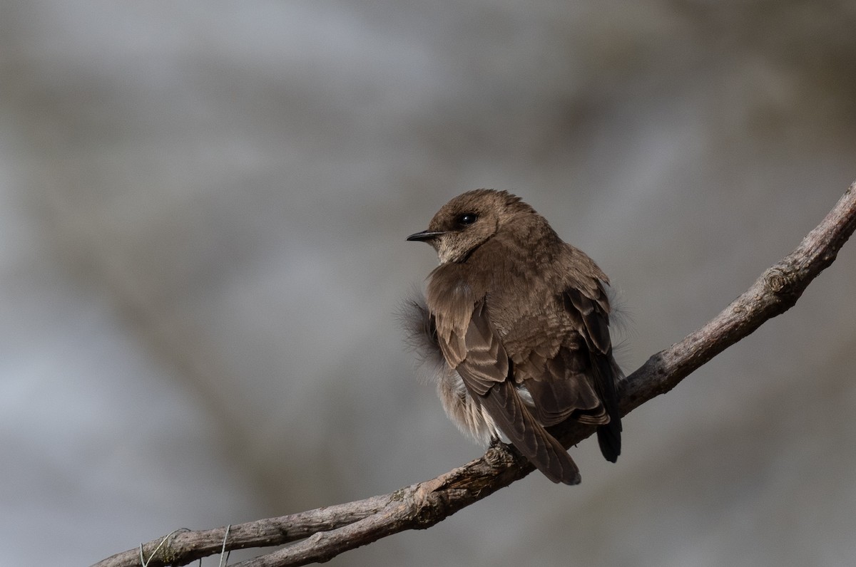 Hirondelle à ailes hérissées - ML561213381