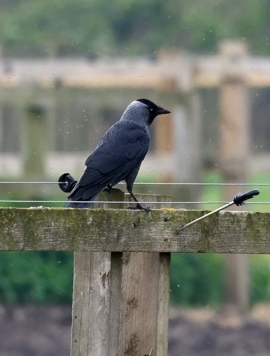 Eurasian Jackdaw - ML561216091