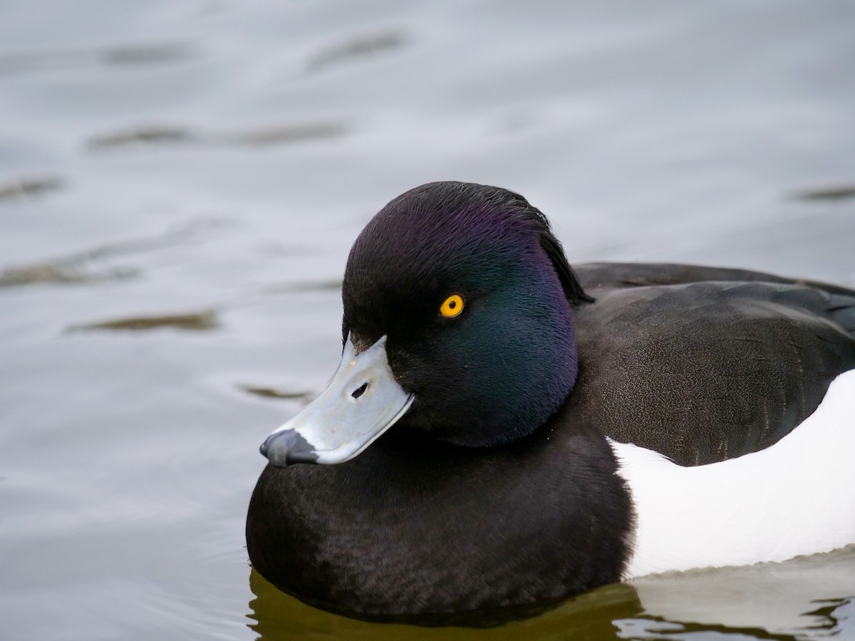 Tufted Duck - ML561216551