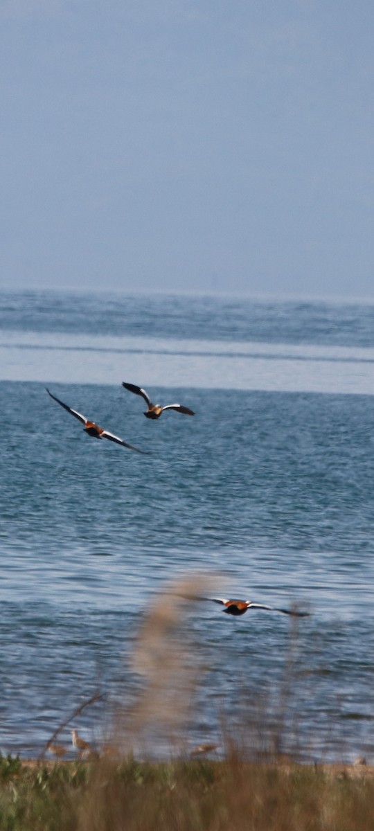 Ruddy Shelduck - Murat GÖKÇE