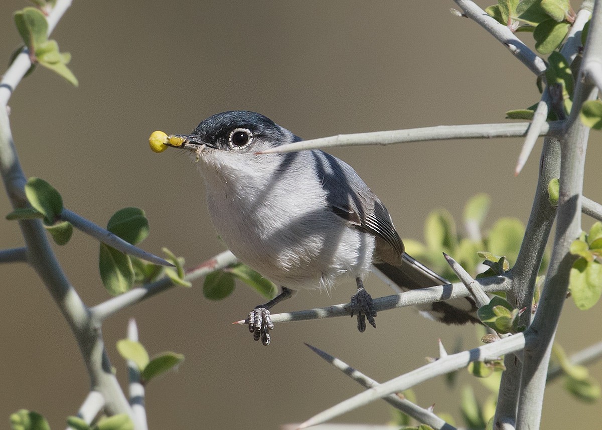 Black-tailed Gnatcatcher - Doug Backlund