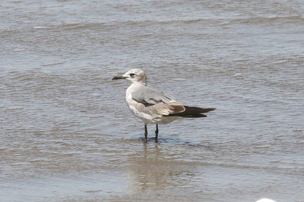 Laughing Gull - ML561218751