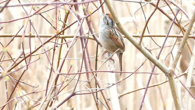 Swamp Sparrow - ML561219051