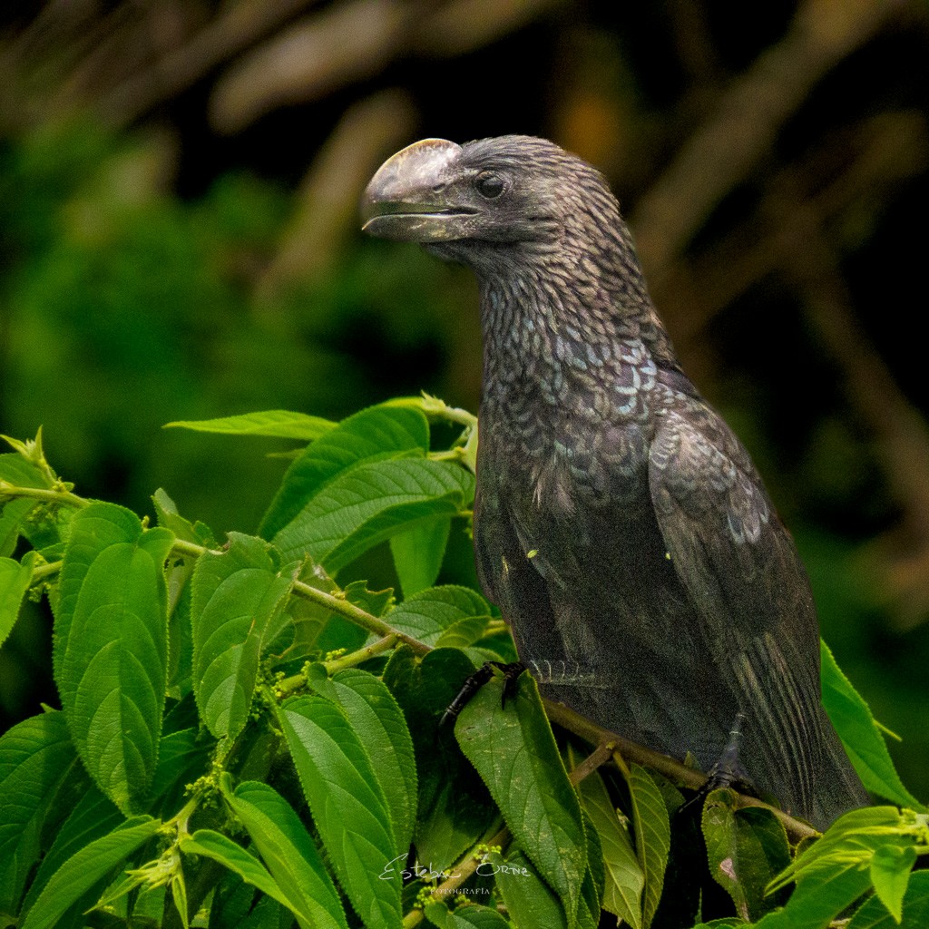 Smooth-billed Ani - ML561219311