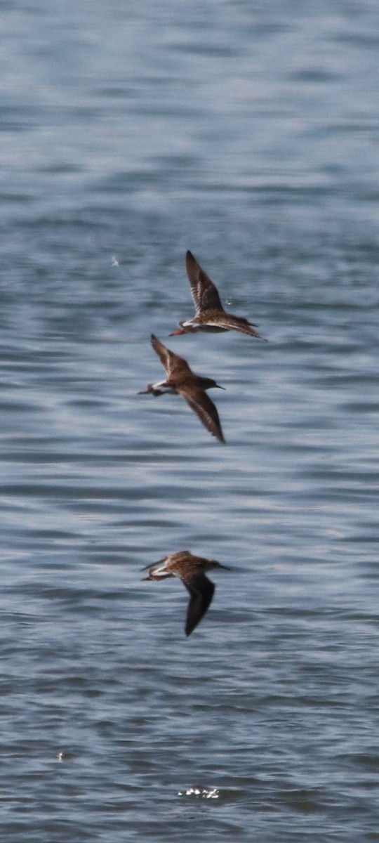 Kampfläufer - ML561219751