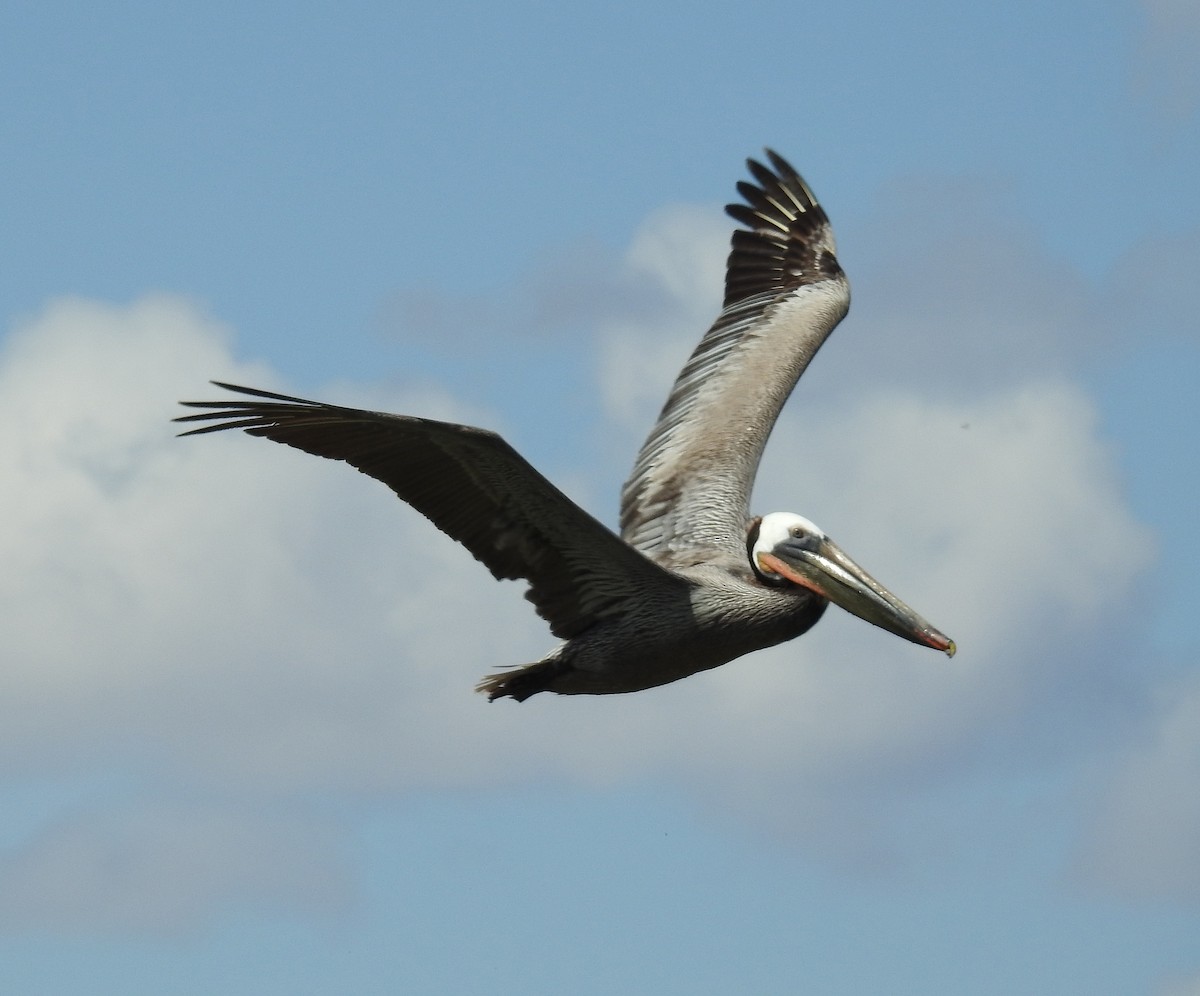Бурый пеликан - ML56122011