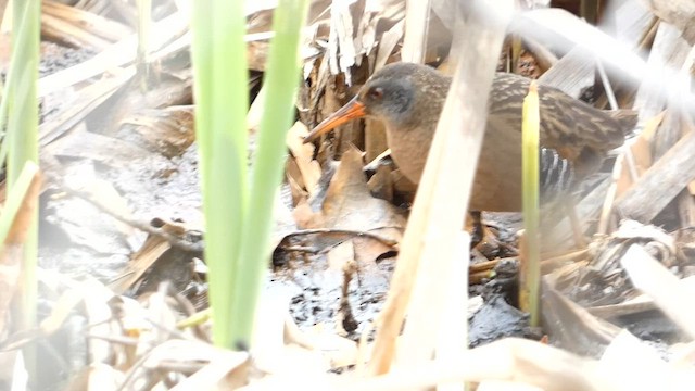 Virginia Rail - ML561220191