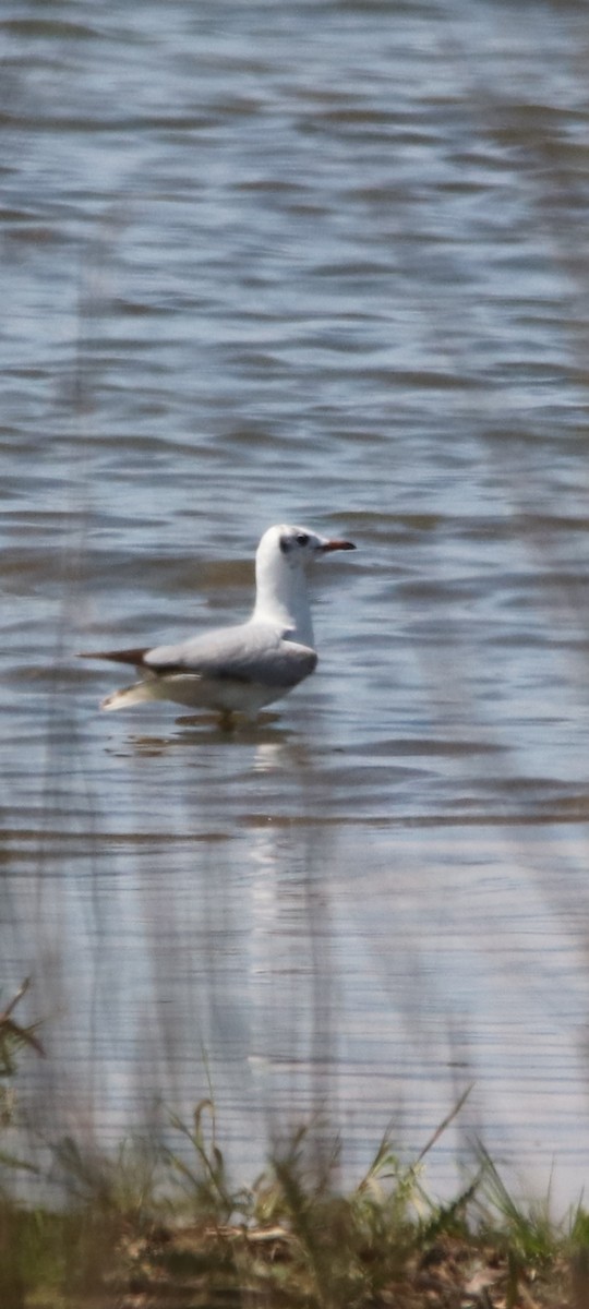 Black-headed Gull - Murat GÖKÇE