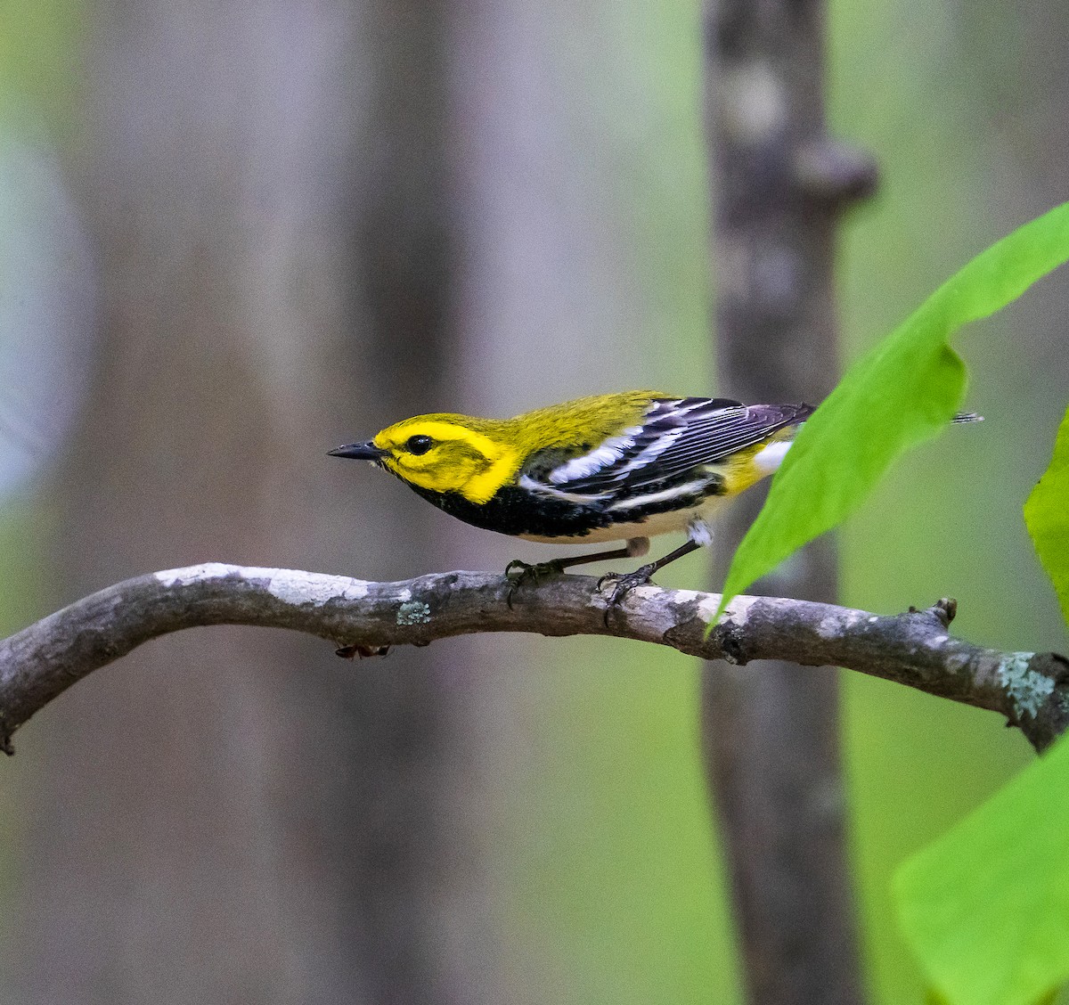 Black-throated Green Warbler - ML561222001