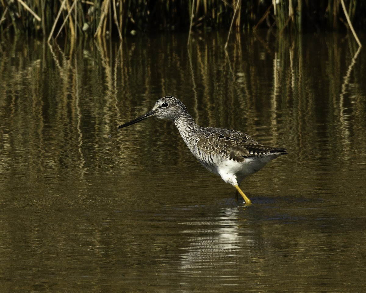 Greater Yellowlegs - ML561222461