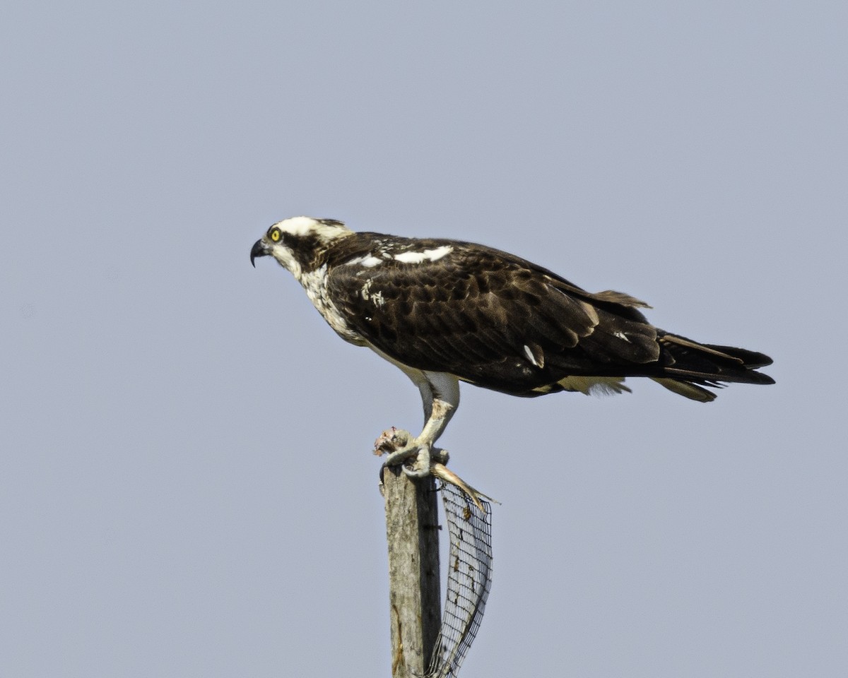 Águila Pescadora - ML561222771