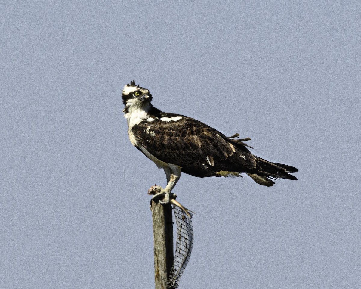 Osprey - Steve Aprile