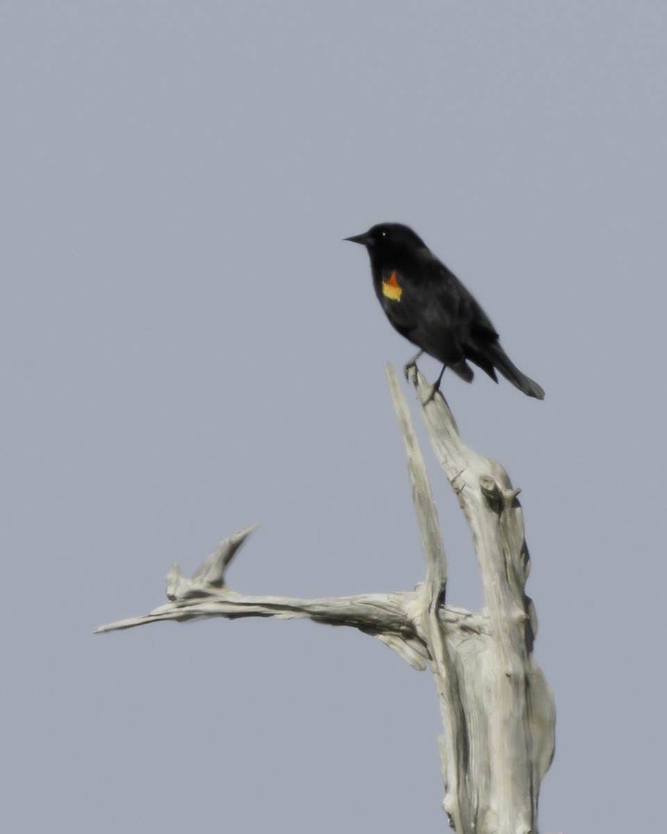 Red-winged Blackbird - ML561223071