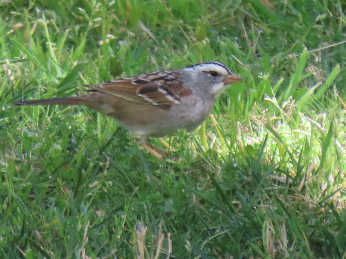White-crowned x White-throated Sparrow (hybrid) - ML561223191