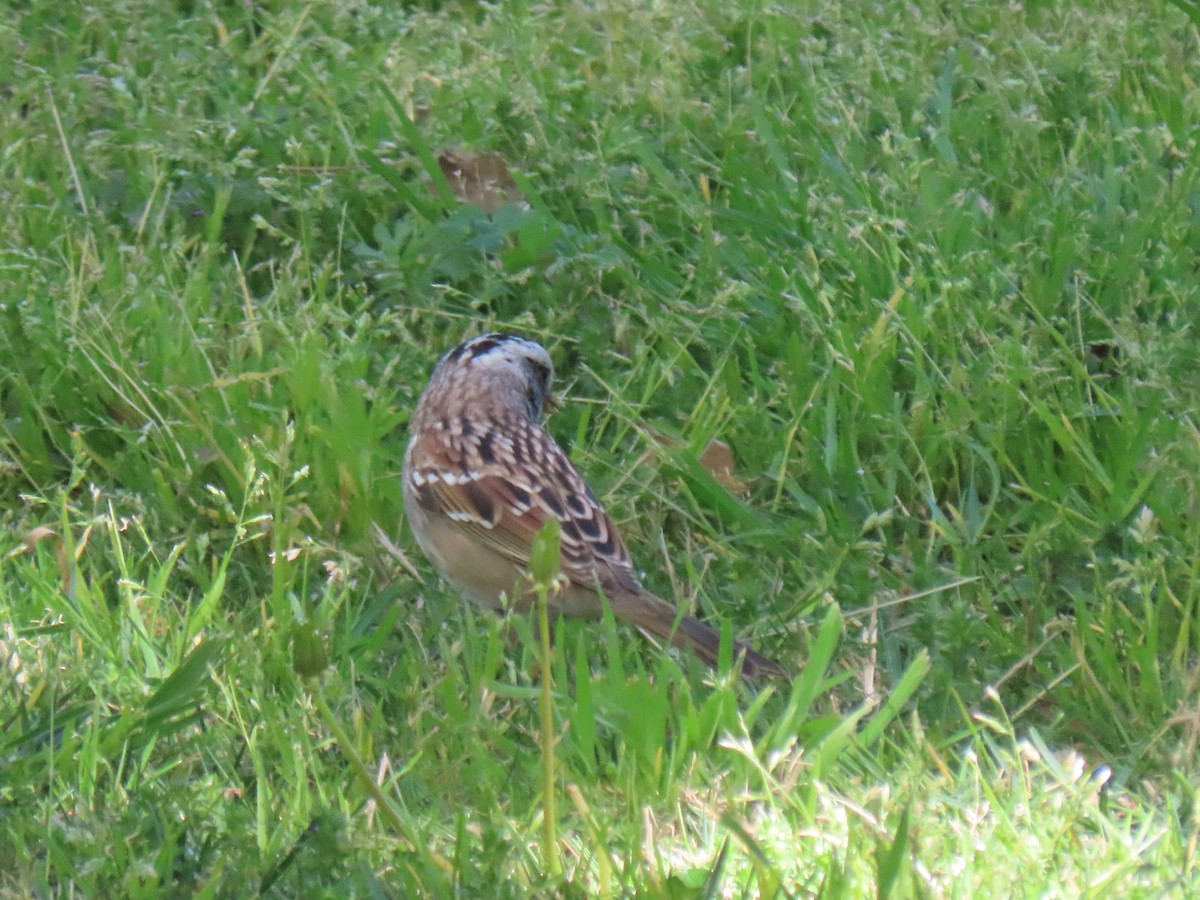 White-crowned x White-throated Sparrow (hybrid) - Michael Strom