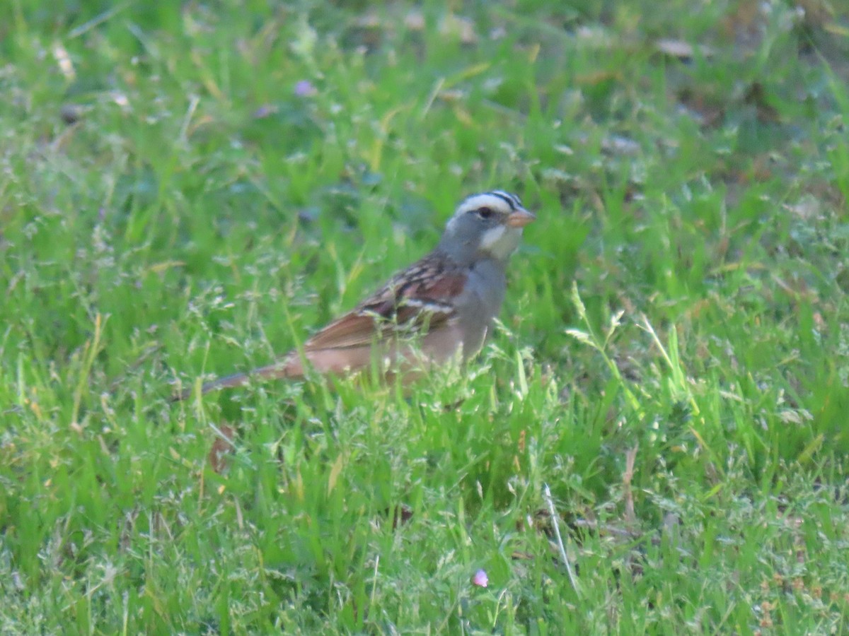 White-crowned x White-throated Sparrow (hybrid) - ML561223221