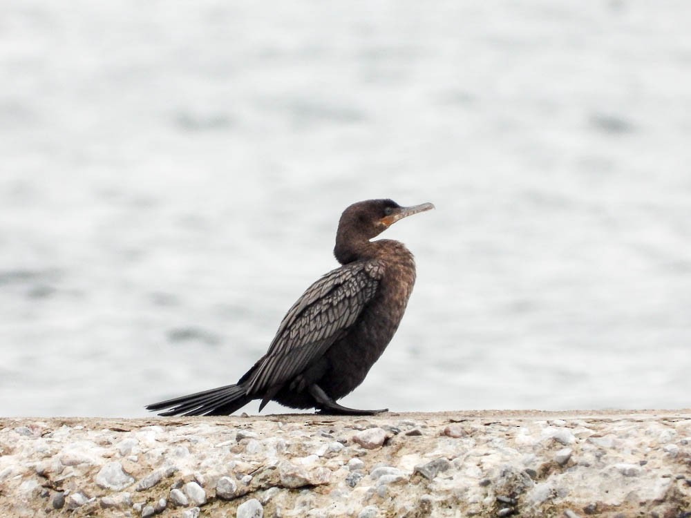 Neotropic Cormorant - ML561223551