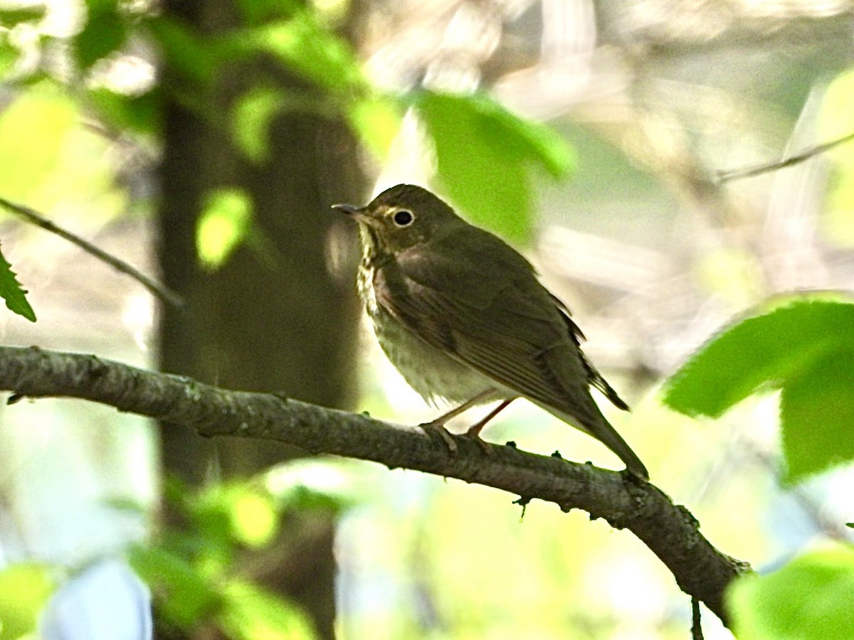 Swainson's Thrush - ML561224541