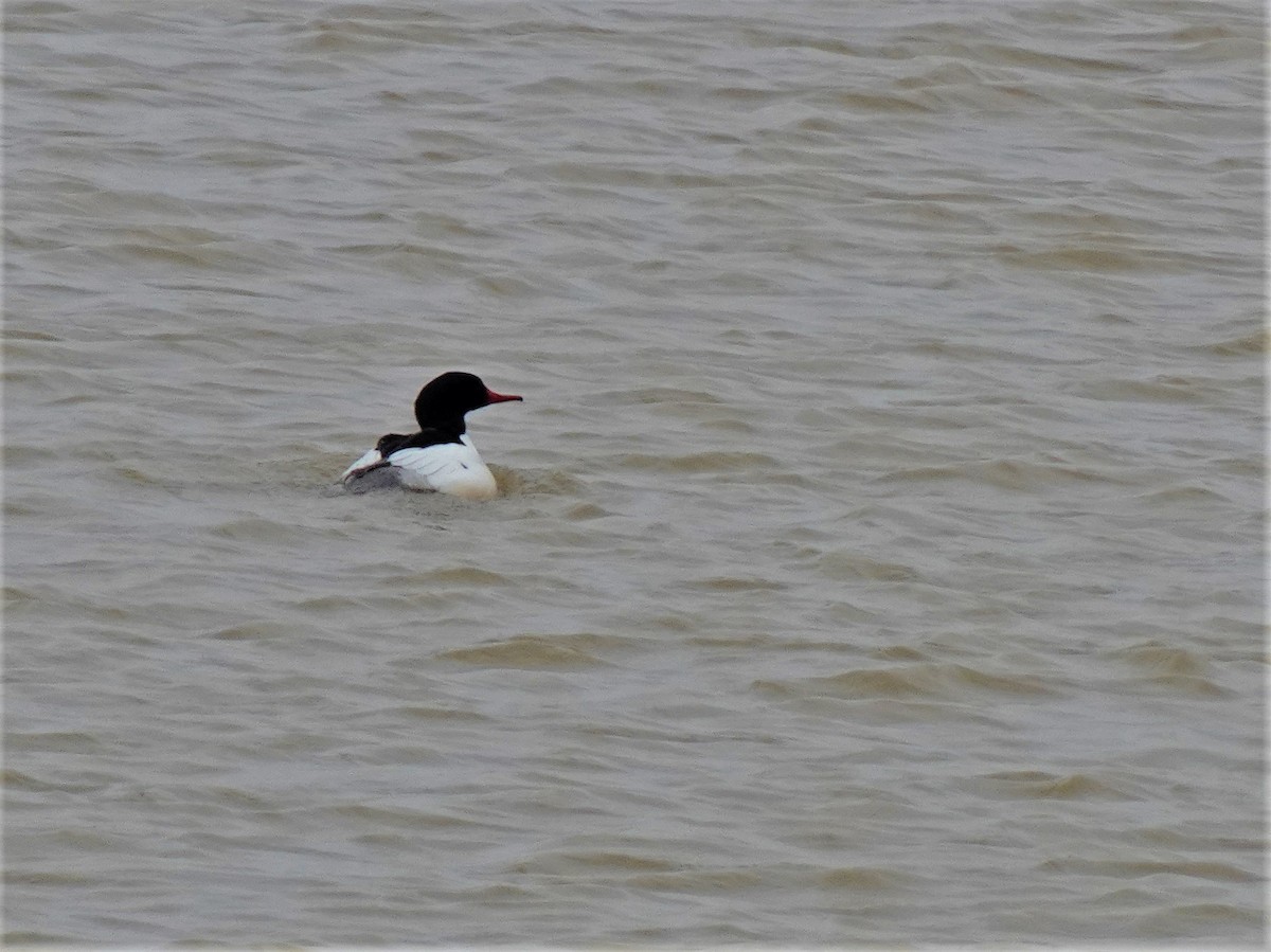 Common Merganser - ami horowitz