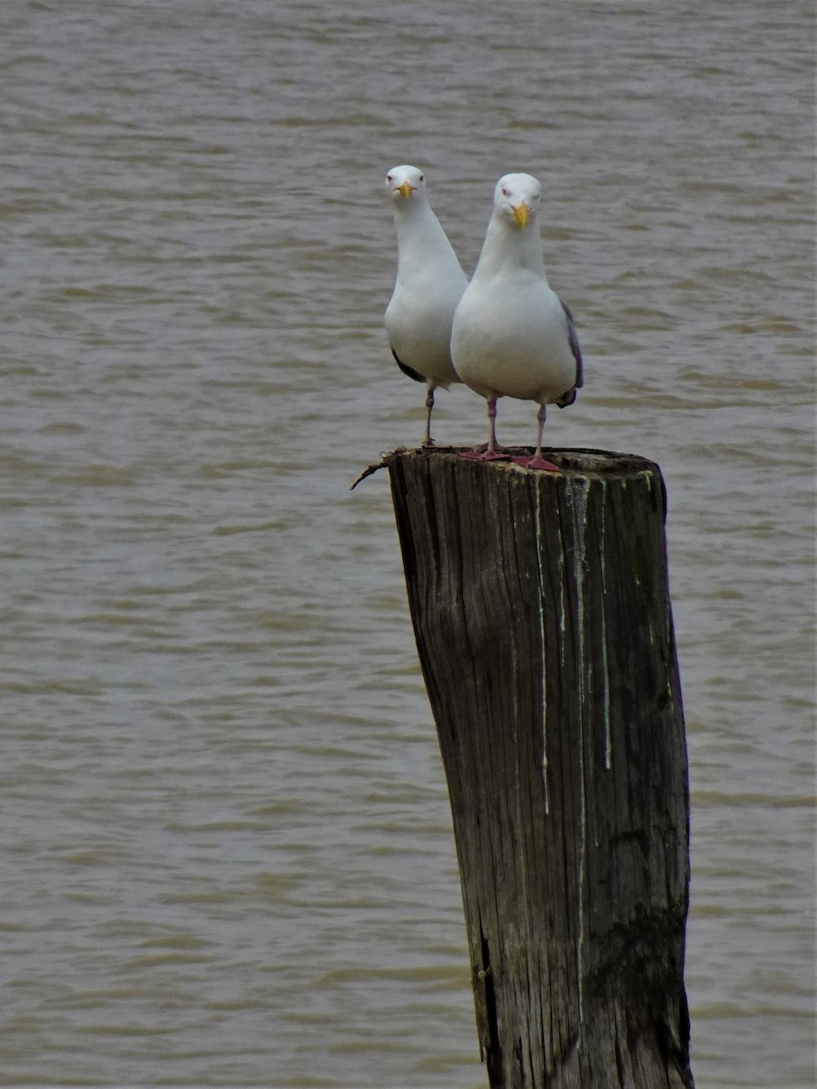 American Herring Gull - ML561224871
