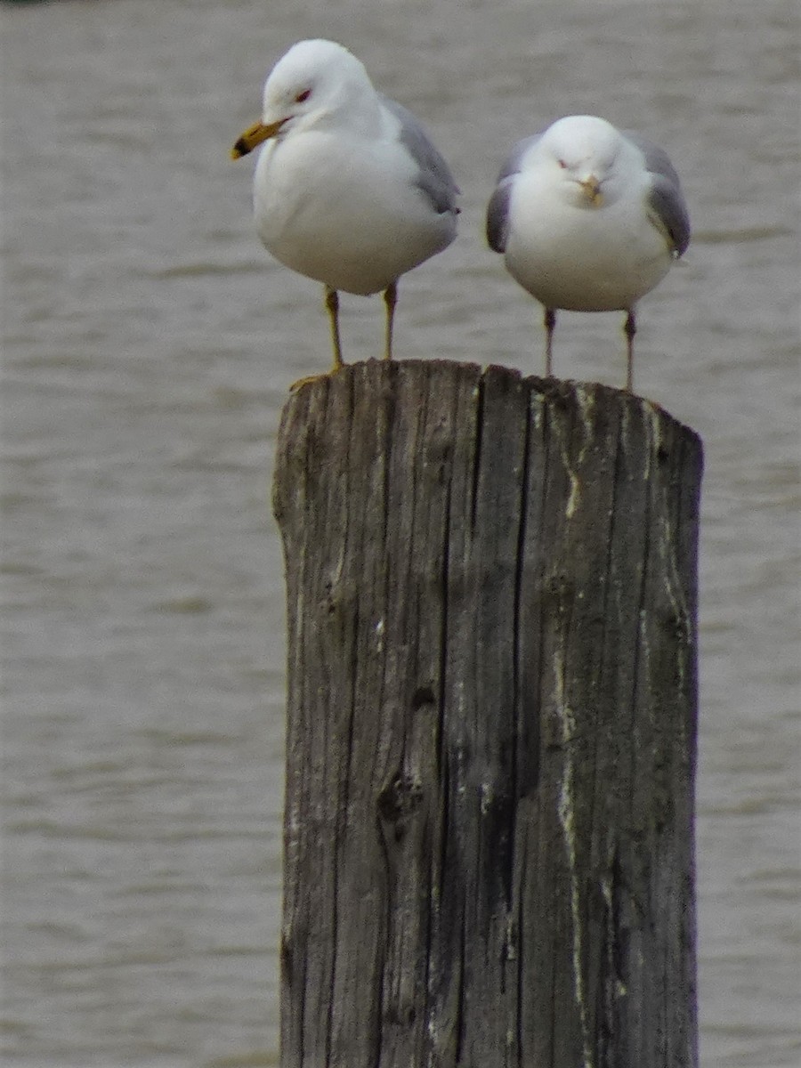 Ring-billed Gull - ML561224941