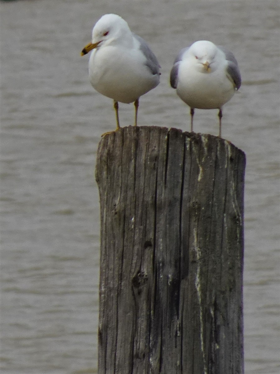 Ring-billed Gull - ML561224941